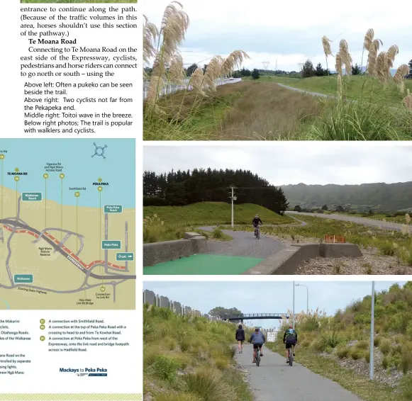  ??  ?? Above left: Often a pukeko can be seen beside the trail. Above right: Two cyclists not far from the Pekapeka end. Middle right: Toitoi wave in the breeze. Below right photos; The trail is popular with walklers and cyclists.