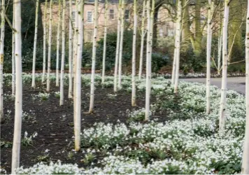  ?? ?? ABOVE Silver birch trees underplant­ed with snowdrops at the Winter Garden, Dunham Massey, Cheshire.