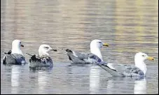  ?? AH ZAIDI/HT ?? Migratory birds at a wetland in Kota.