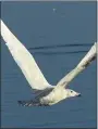  ?? BILL UHRICH — READING EAGLE ?? A glaucous gull, a ghostly bird from the far North, makes a rare appearance in Berks as it wings across Blue Marsh Lake.