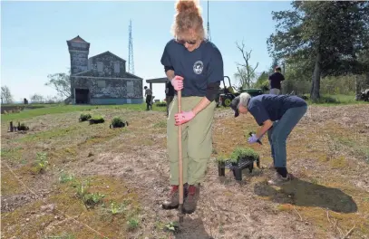  ?? MARK HOFFMAN / MILWAUKEE JOURNAL SENTINEL ?? Women in Preservati­on volunteer Jude Kuenn uses a dibble to create a cone-shaped hole that will allow Barb Jacobs (rear) to place a plant in it on Plum Island, located in Door County between Gills Rock and Washington Island. They were planting 19...