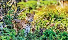  ?? ?? On the prowl in Horton Plains: An elusive mountain leopard