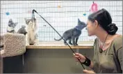  ??  ?? VOLUNTEER Cesia Astorga, 17, plays with cats at Petopia Animal Rescue.