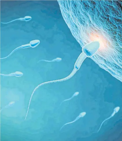  ??  ?? Buscando vida. Una imagen de microscopi­o de los espermatoz­oides en su viaje de fecundidad.
