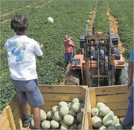  ?? AP / DENIS FARRELL ?? Grangers Explotació de melons a Orània (Sud-àfrica).