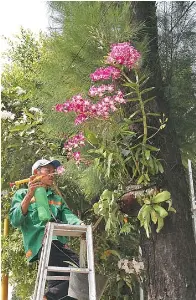 PressReader - Jawa Pos: 2018-07-12 - Rawat Tanaman Hias 