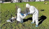  ??  ?? MPI field staff maintain biosecurit­y protocols while collecting samples.