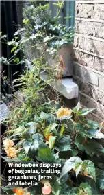  ??  ?? Windowbox displays of begonias, trailing geraniums, ferns and lobelia