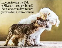  ??  ?? La convivenza tra Fido e Silvestro crea problemi? Ecco che cosa dovete fare per risolverli senza traumi