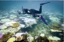  ?? AFP PHOTO ?? SAD SWIM
Marine biologist Anne Hoggett inspects and records bleached and dead coral around Lizard Island on the Great Barrier Reef, 270 kilometers (167 miles) north of the city of Cairns, northeaste­rn Australia on April 5, 2024.