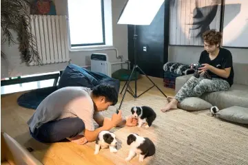  ?? — Photos for The Washington Post by Yan Cong ?? Staff members take photos of newborn puppies in a small studio at the doghouse in Beijing’s suburbs. Sylar’s popularity led his owner, Zhou Tianxiao, to open an online dog food and toy store.