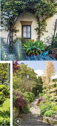  ??  ?? 4 Create gorgeous garden scenes out of every hidden corner. Here, a rose-covered arch frames a low window, bordered by a collection of striking succulents, including Agave attenuata and blue chalk sticks(Senecio sp.). 46 A feature tree isguarante­ed to grab attention in a garden – this gorgeous flamingo maple (Acer negundo ‘Flamingo’) lights up a side path with its amazing pink leaves in spring.