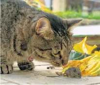  ?? 123RF STOCK PHOTO ?? Cats are hunters by nature and can rid your garden of mice.