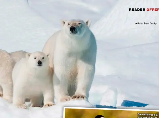  ?? ?? A Polar Bear family