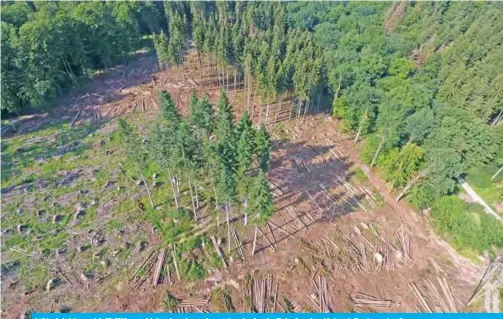  ??  ?? In this photo taken on July 25, 2019, an aerial view shows logs and spruce trees in a forest suffering from drought stress in Hoexter, western Germany.