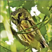  ?? BRENDAN LALLY/CREATIVE COMMONS ?? The Northern saw-whet owl inhabits boreal forests up north but may visit Georgia during fall and winter. Its migration patterns, however, remain mostly a mystery.