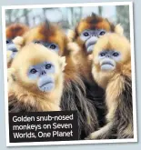  ??  ?? Golden snub-nosed monkeys on Seven Worlds, One Planet