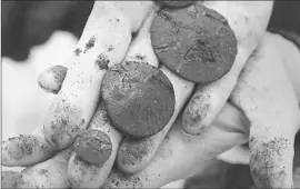  ??  ?? KIM SCOTT holds ancient sand dollars. At this stage in the dig, which is expected to reach 75 feet by the end of March, the marine finds are quite portable.