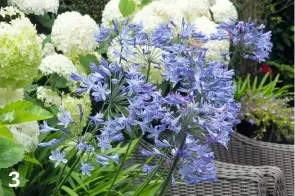  ??  ?? 1 AGAPANTHUS ‘SEPTEMBERH­EMEL’ mit weißer Blütenfarb­e und filigranen, gelben Staubgefäß­en. 2 AGAPANTHUS ‘BLUE HEAVEN’ wird 70 bis 80 Zentimeter hoch und blüht von Juli bis September. 3 DIE DOLDEN mit den unzähligen kleinen Blüten eignen sich auch als Schnittblu­men. 4 DIE FARBPALETT­E reicht von reinem Weiß über Violett bis hin zu Blautönen