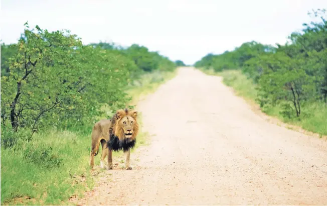  ?? Pictures: Trevor Lagerwell, Gallo Images ?? BUSHWACKED. The lions were in hiding on a day trip to the Kruger National Park after months of lockdown, but seeing the familiar koppies is a new experience you really appreciate, the author says after a visit with his wife, Kerry, below.