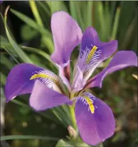  ??  ?? ABOVE: Iris unguicular­is ‘Mary Barnard’.