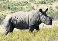  ?? Picture: FILE ?? ON THE WEB: Rhino horn is available on an SA website