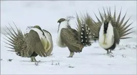  ?? David Zalubowski Associated Press ?? THE GUIDELINES from the Bureau of Land Management are part of an effort to keep the greater sage grouse from being listed as endangered or threatened.