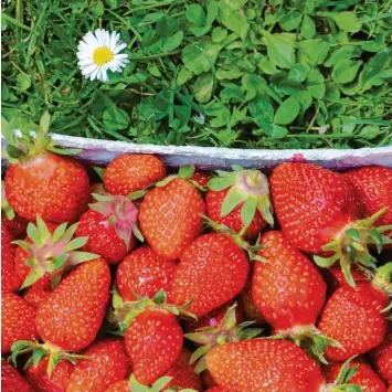  ?? Foto: Andrea Schmidt-Forth ?? Die Erdbeer-Saison beginnt – die „roten Diven“gehören zu den liebsten Früchten der Deutschen.