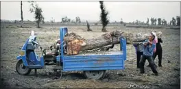  ?? Picture: REUTERS ?? CLIMATE CHANGE: Farmers remove a dead tree from a field near the dried up Shiyang river on the outskirts of Minqin town, Gansu province.