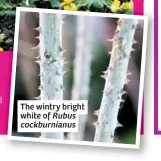  ??  ?? The wintry bright white of Rubus cockburnia­nus