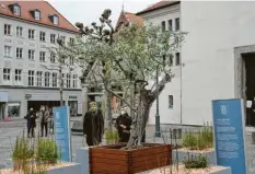  ?? Foto: Michael Hochgemuth ?? Ein Ölbaum, umgeben von 369 kleinen Setzlingen, erinnerte am Sonntag auf dem Moritzplat­z an die Corona‰Opfer in Augsburg.