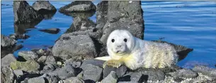  ?? Photograph: Iain Thornber. ?? Grey seal pups look innocent but have razor sharp teeth.