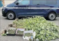  ??  ?? En l’espace de quelques jours, une seconde plantation illégale de cannabis est découverte. (Ph. Gendarmeri­e 82).