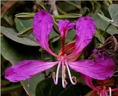  ??  ?? Bauhinia purpurea.