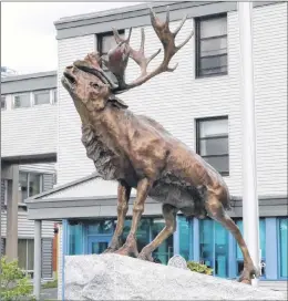  ?? GLEN WHIFFEN/THE TELEGRAM ?? The life-size bronze caribou statue outside the Caribou Memorial Veterans Pavilion in St. John’s was created by sculptor Morgan Macdonald of the Newfoundla­nd Bronze Foundry.