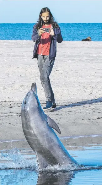  ?? ?? A dolphin is stranded by the tide in the Torrens at Henley Beach. Picture: Mark Brake