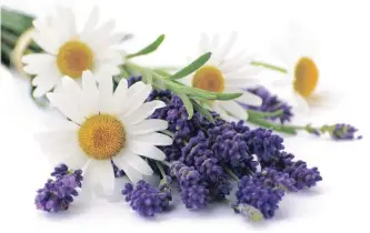  ?? GETTY ?? Camomile and lavender are often touted to help reduce anxiety, but there are risks associated with taking the herbs, so check with your doctor first.