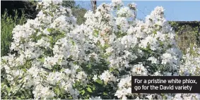  ??  ?? For a pristine white phlox, go for the David variety