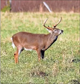  ?? Steve kyles ?? Georgia’s primitive deer hunting season opens Oct. 9.