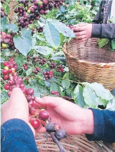  ?? FOTO: JUAN FLORES ?? Hay unos 700 mil quintales de café de tercera para el consumo interno.