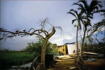  ?? RAMON ESPINOSA / ASSOCIATED PRESS ?? Ducks perch on a tree Thursday next to a home destroyed by Hurricane Maria in Toa Baja, Puerto Rico. Three weeks after the Category 4 storm crumpled Puerto Rico’s infrastruc­ture, 80 percent of the island remains without power, lines for gas and cash...