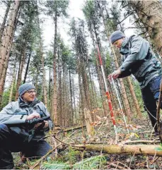  ?? FOTO: MARTINA DIEMAND ?? Die Förster Martin Epp (links) und Volker Schulz prüfen in einem Forst bei Kaufbeuren, ob die kleinsten Bäume Verbiss-spuren aufweisen.