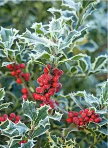  ??  ?? Ilex aquifolium ‘Argentea Marginata’, with its bold, cream-edged, prickly leaves and rich red berries, is a handsome plant.