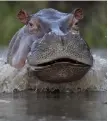  ?? ?? About 150 hippos live in the district of Antioquia, where Pablo Escobar had a ranch