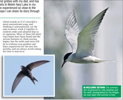  ??  ?? n WELCOME RETURN: The common tern as pictured by Juha Soininen and the swift, photograph­ed by Pau Artigas, are sure signs that summer is here