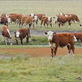  ??  ?? La producción de carne en Uruguay está en su mejor momento en todos sentidos.