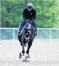  ?? KIM HAIRSTON/BALTIMORE SUN ?? Exercise rider Nick Bush works out Kentucky Derby champion Always Dreaming at Pimlico Race Course on Thursday morning.