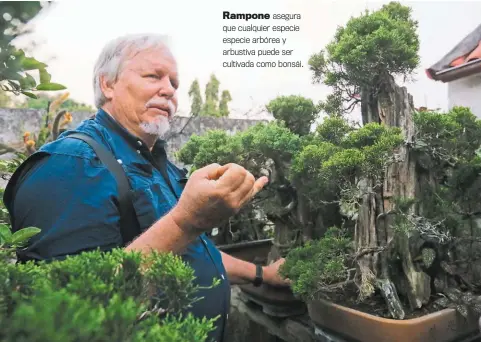  ?? ?? Rampone asegura que cualquier especie especie arbórea y arbustiva puede ser cultivada como bonsái.