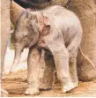  ??  ?? The new-born elephant.