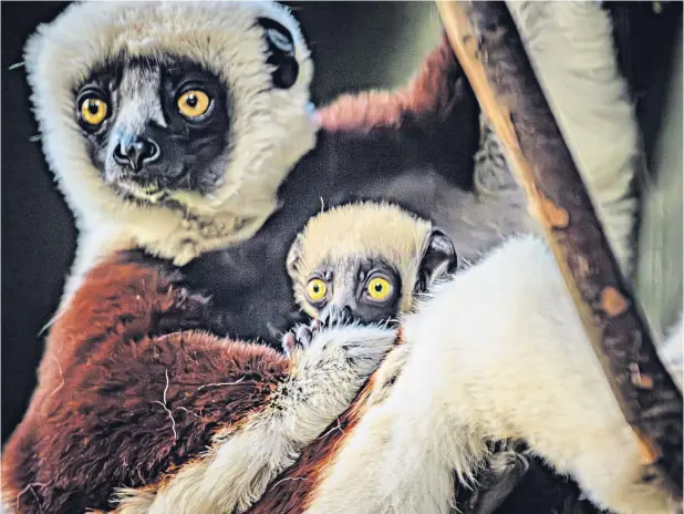  ?? ?? His mother’s eyes Conservati­onists at Chester Zoo are celebratin­g the birth of a critically endangered Coquerel’s sifaka, which is also known as the dancing lemur. First images of the bright-eyed baby show it clinging tightly to its mother’s fur as she leaps from tree to tree. Chester is currently the only zoo in the UK, and one of just three in Europe, to care for the Coquerel’s sifaka in a bid to prevent its extinction.